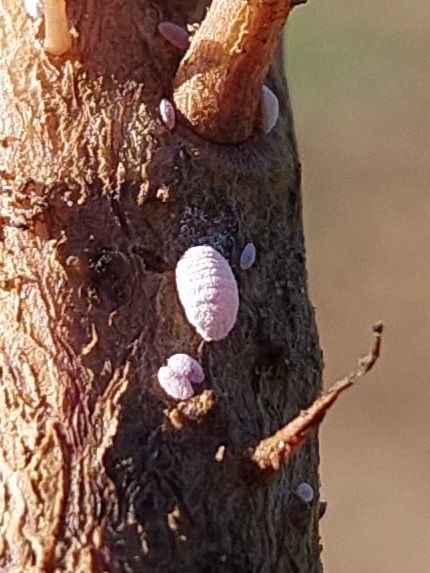 Peliococcus