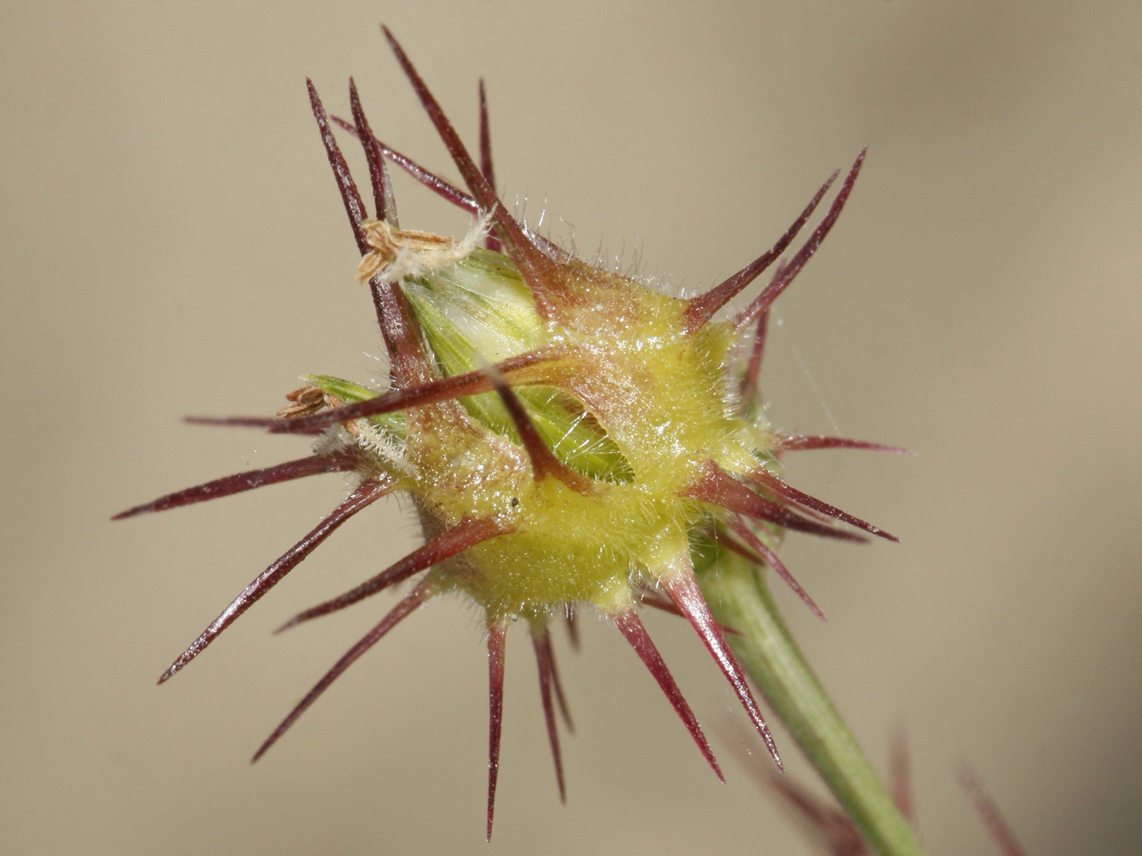 Cenchrus longispinus