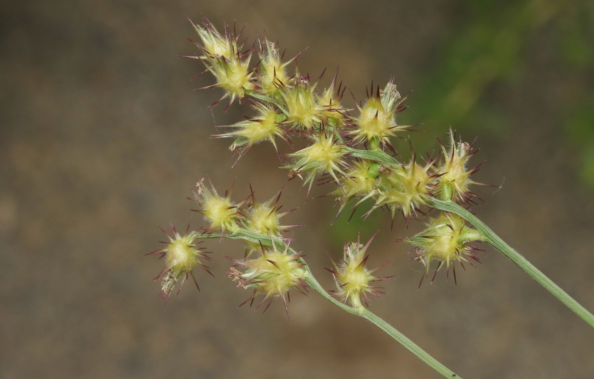 Cenchrus longispinus