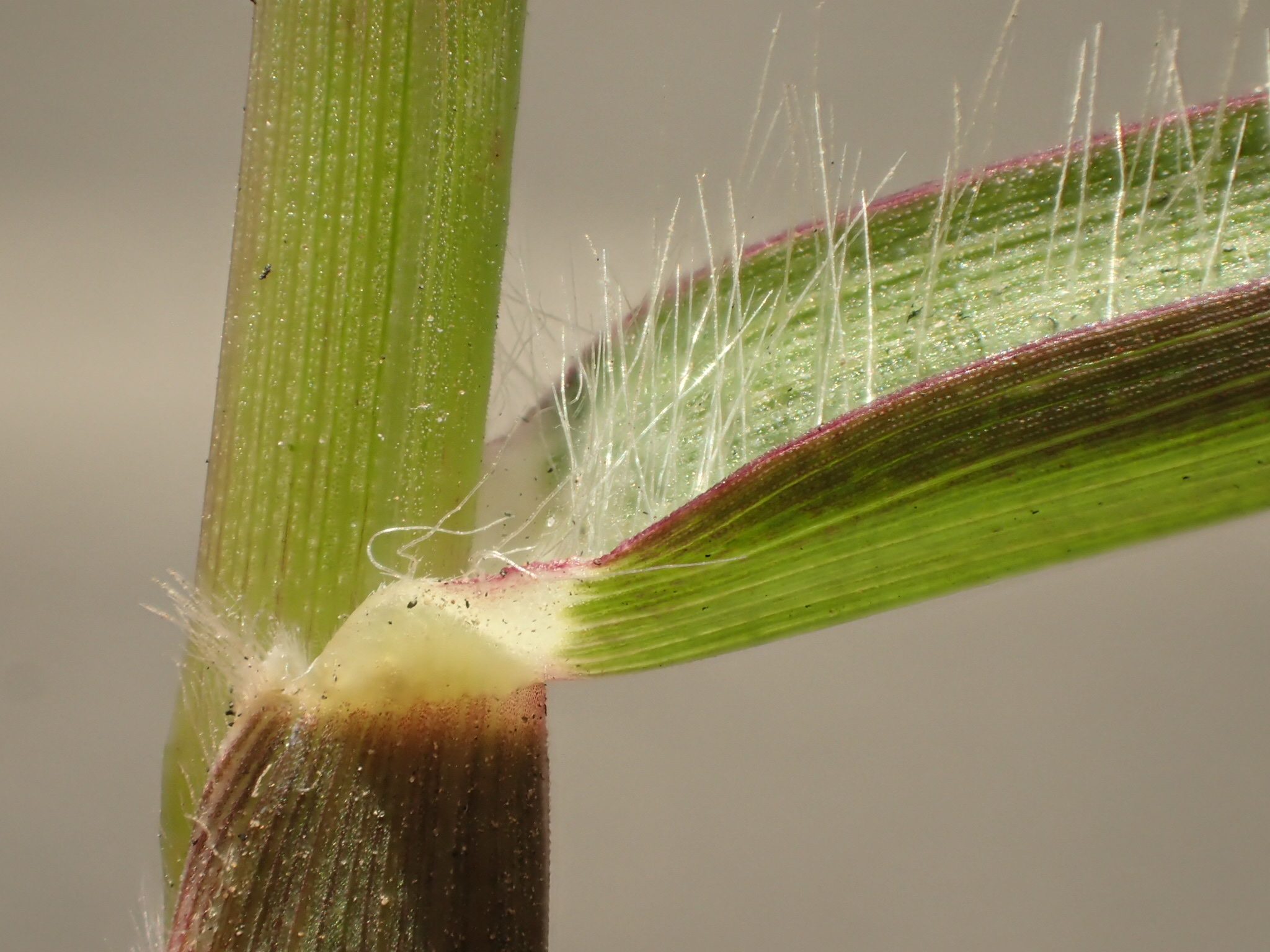 Cenchrus longispinus