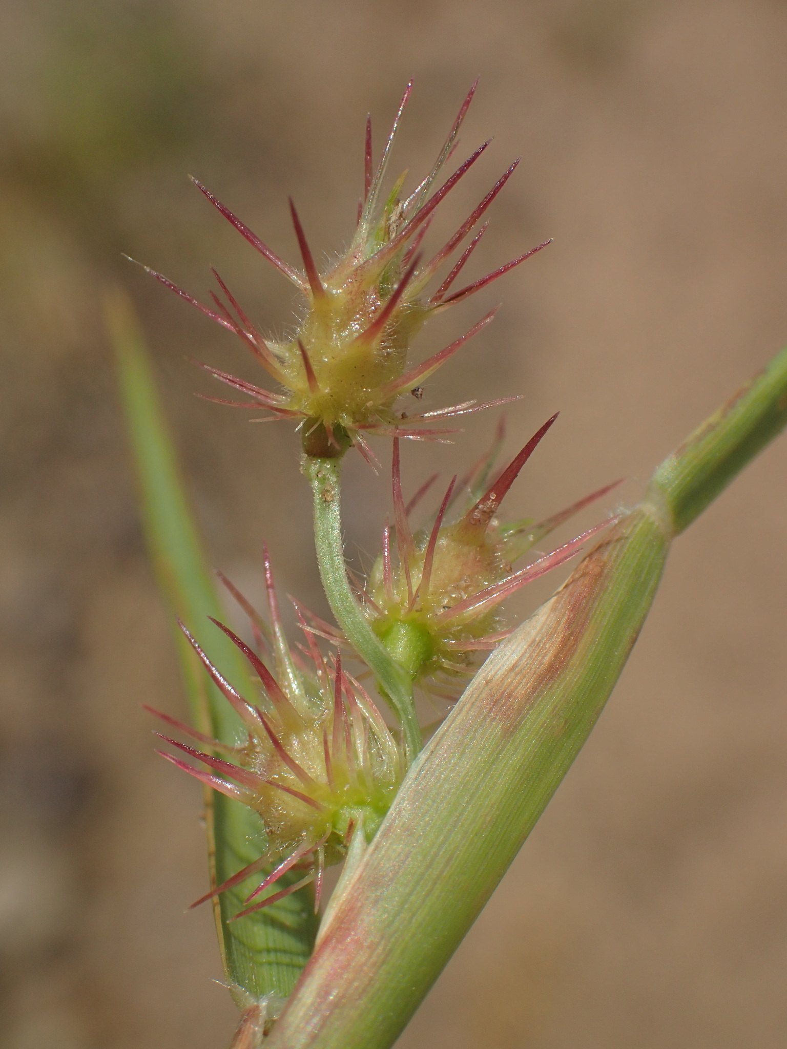 Cenchrus longispinus