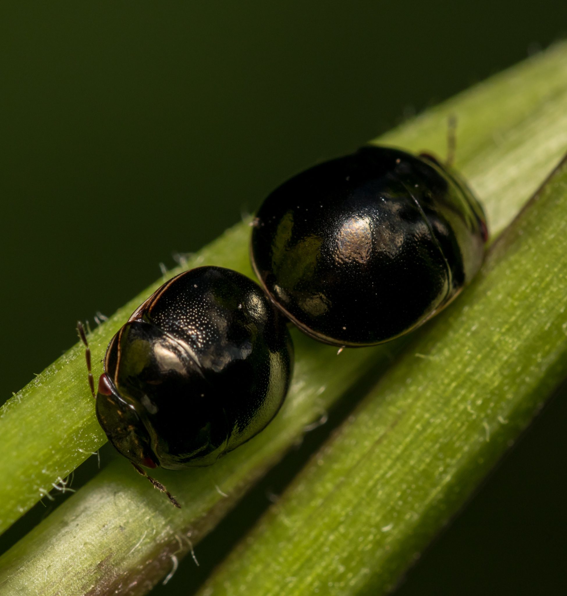 Brachyplatys subaeneus
