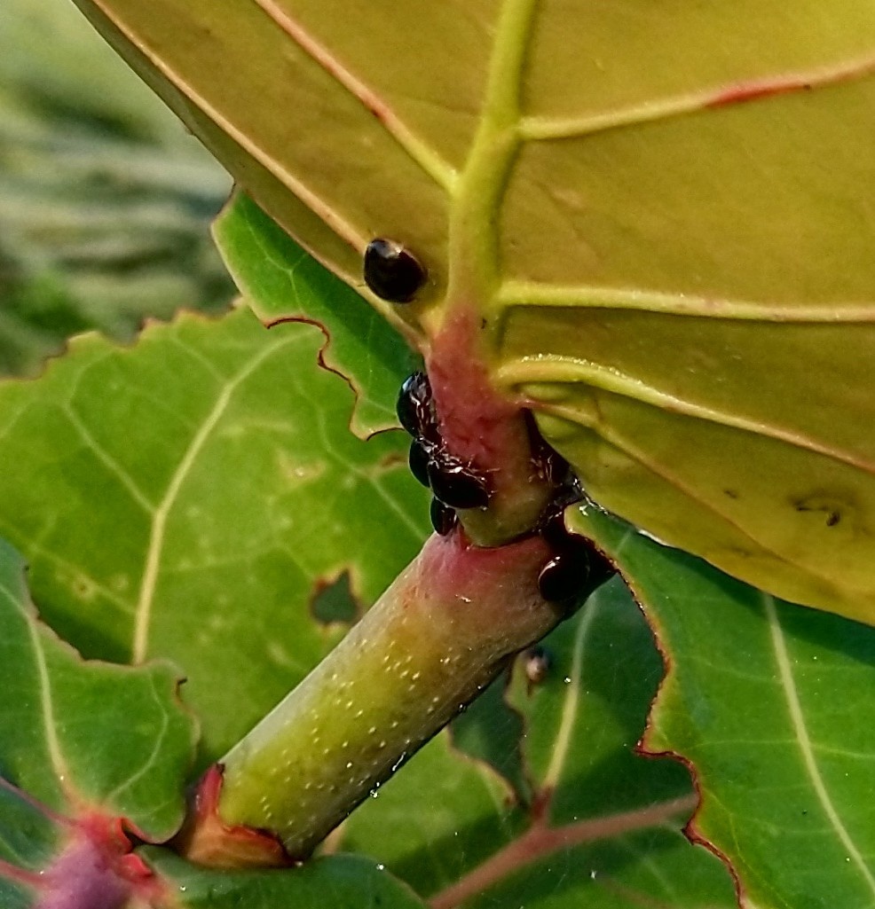 Brachyplatys subaeneus