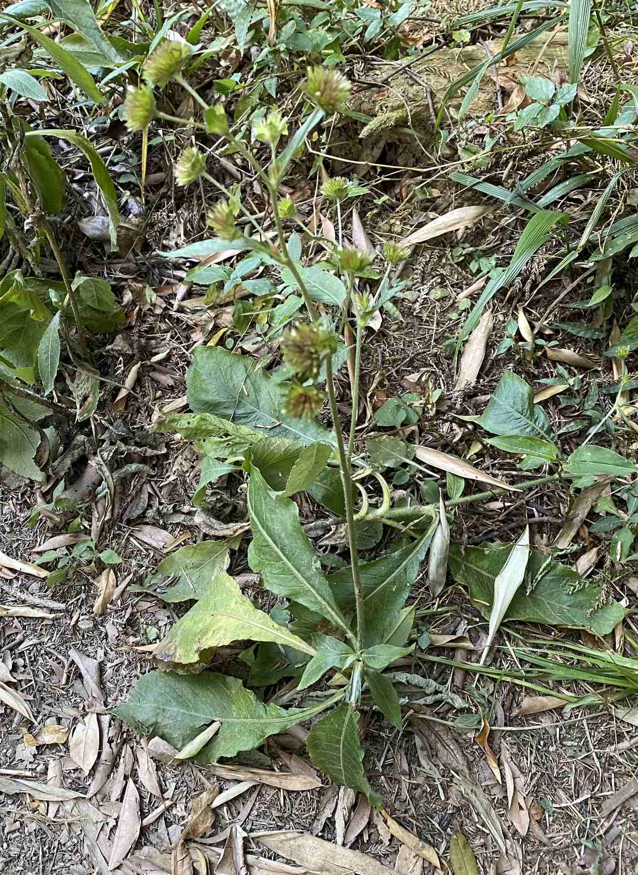 Elephantopus mollis