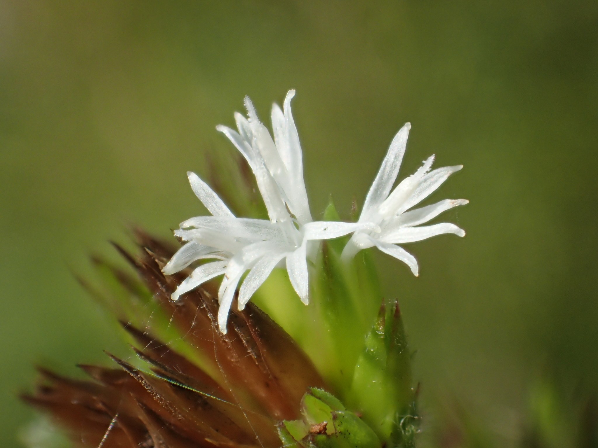 Elephantopus mollis