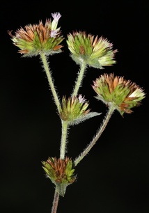 Elephantopus mollis