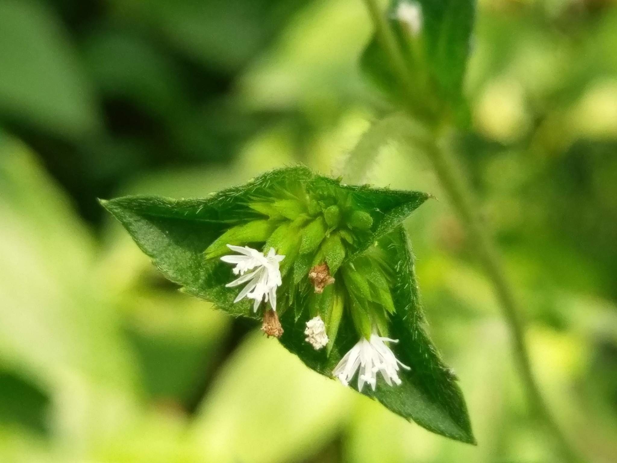 Elephantopus mollis