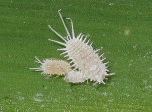 Pseudococcus viburni