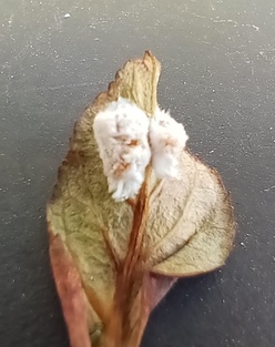 Pseudococcus viburni