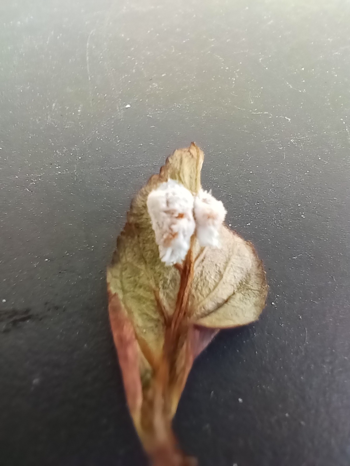 Pseudococcus viburni