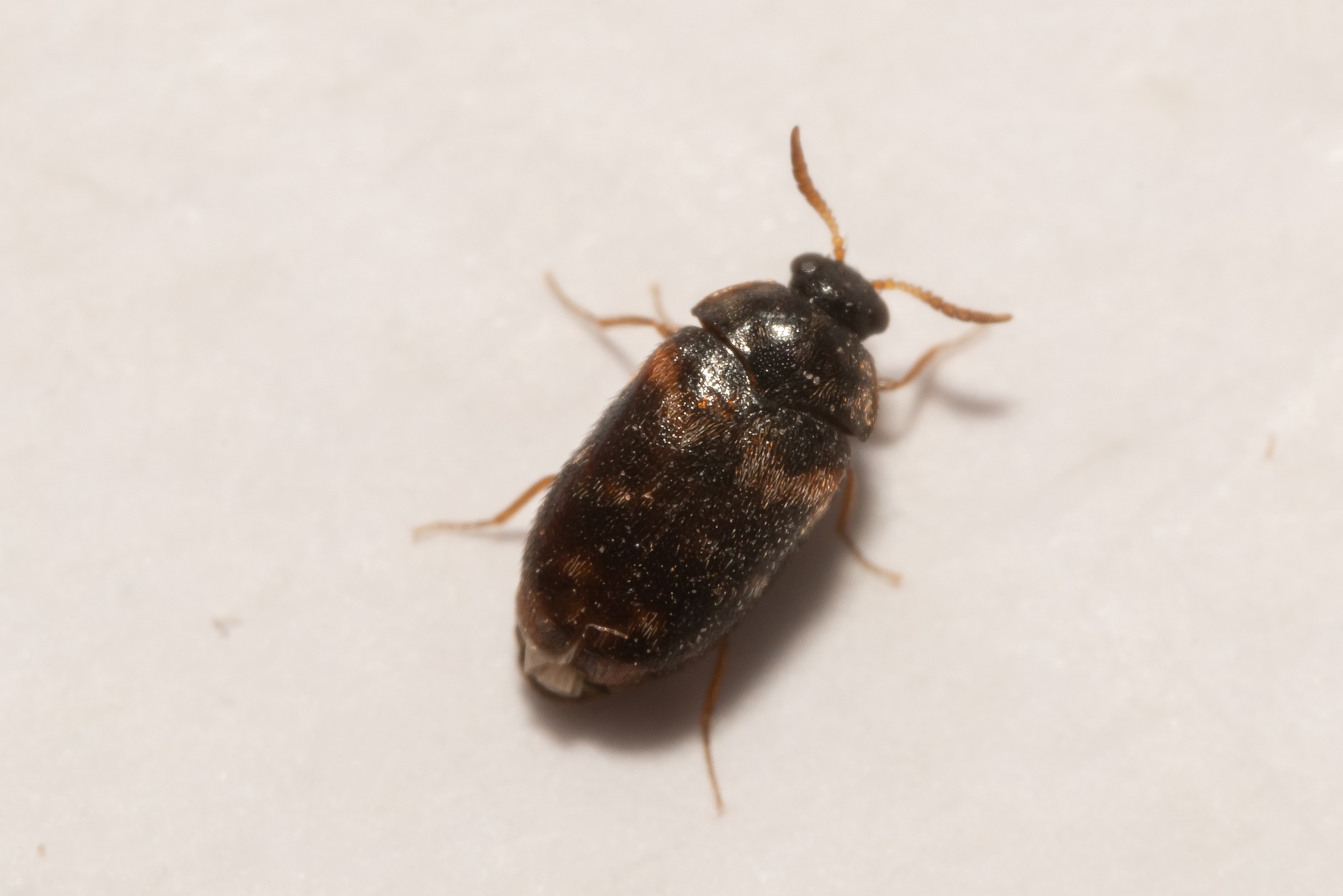 Trogoderma variabile