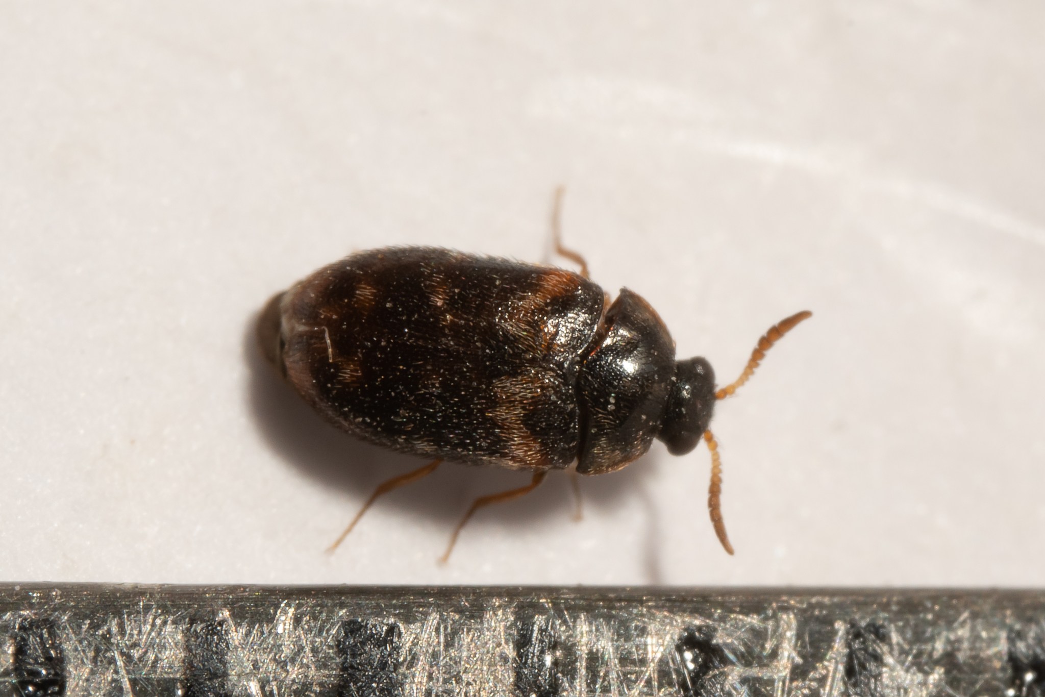 Trogoderma variabile