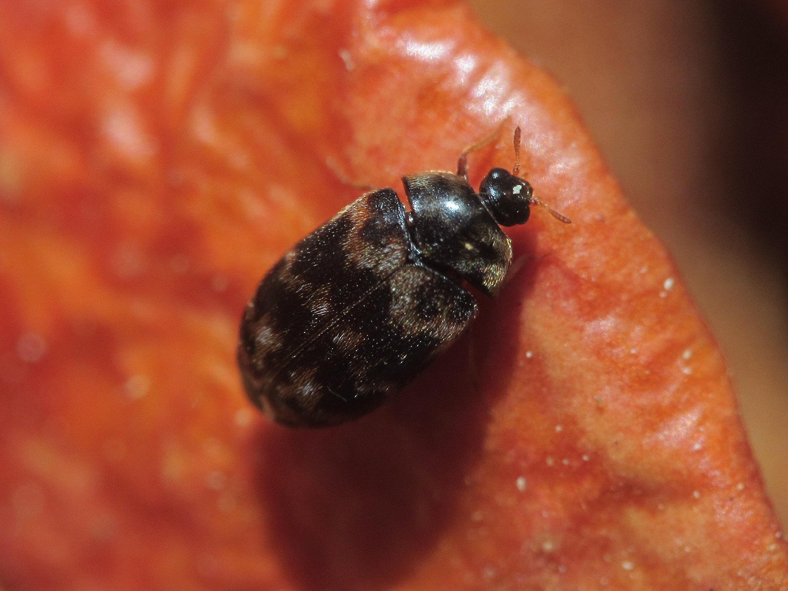 Trogoderma variabile