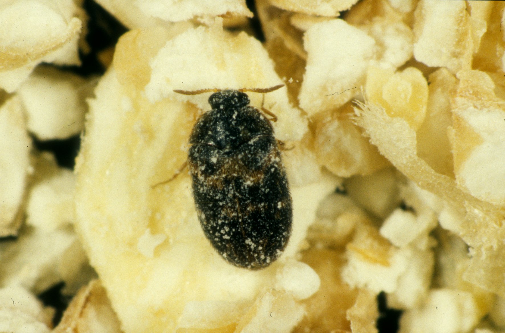 Trogoderma variabile
