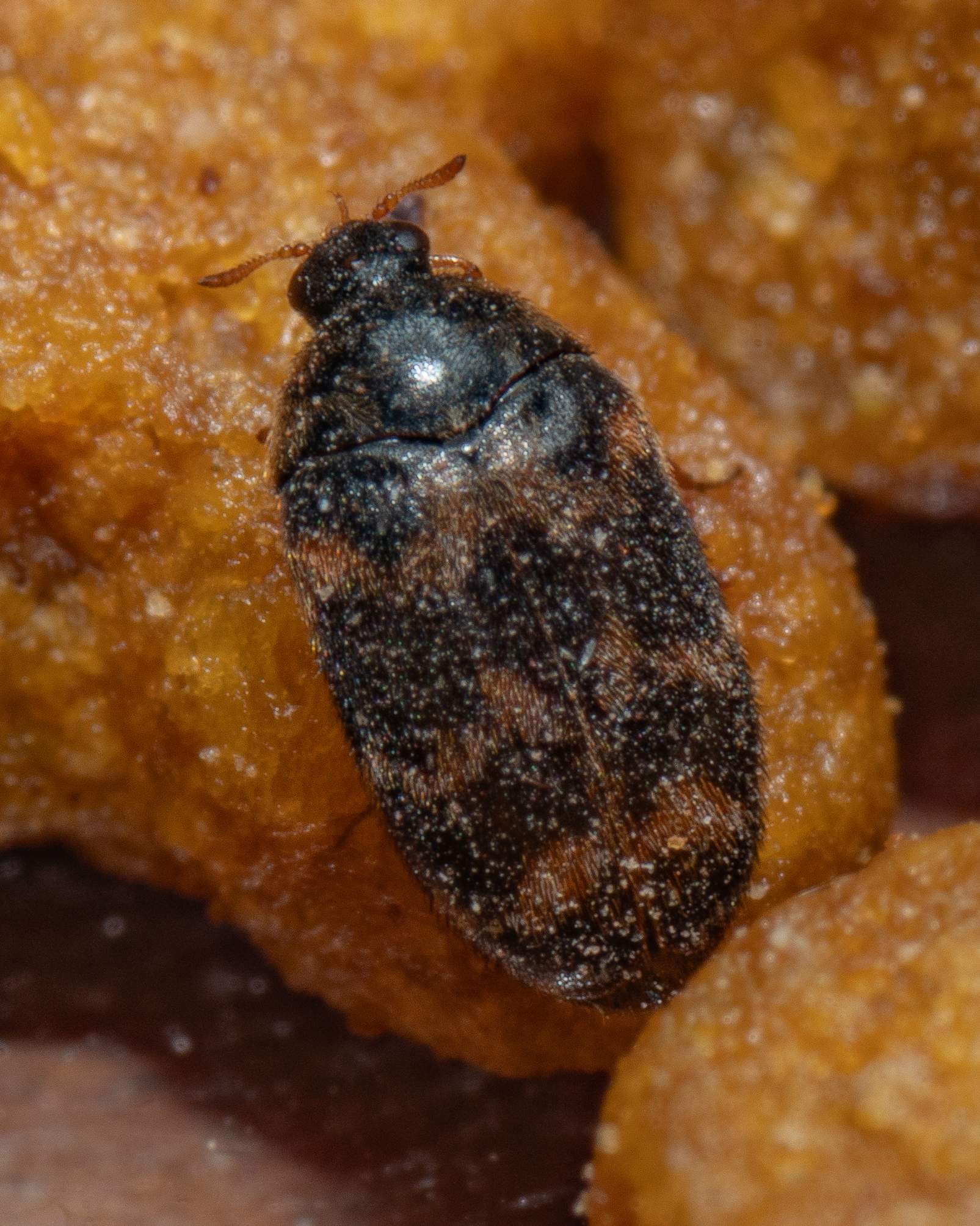 Trogoderma variabile