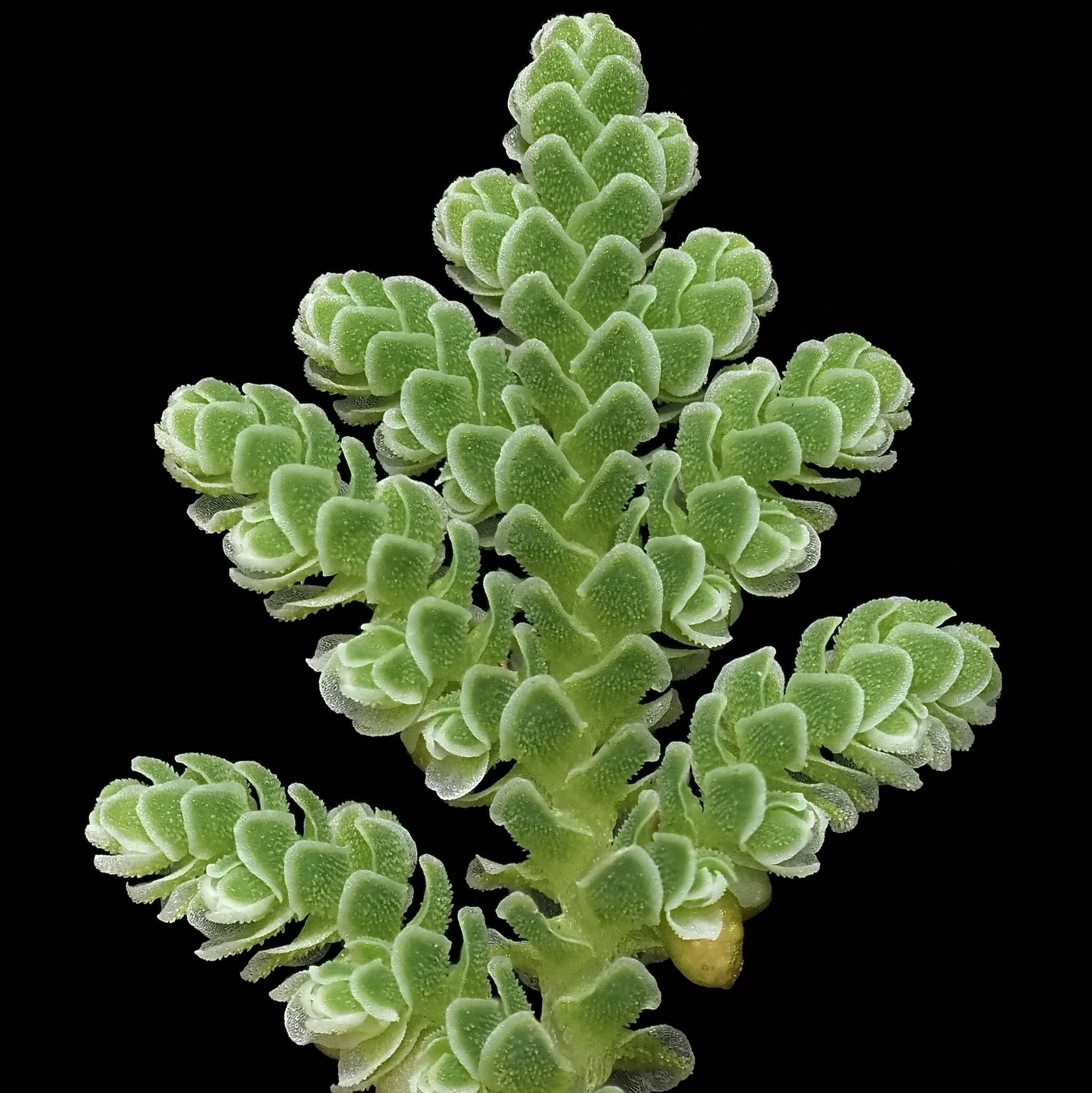 Azolla filiculoides