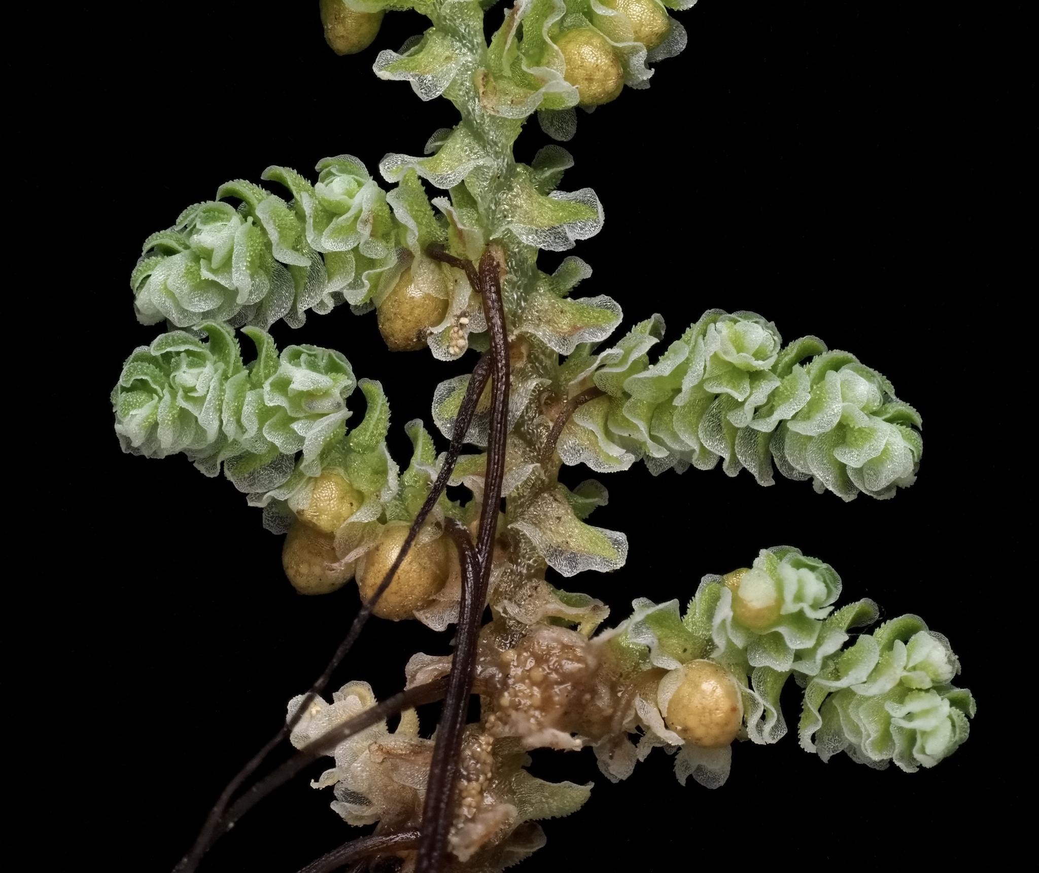 Azolla filiculoides