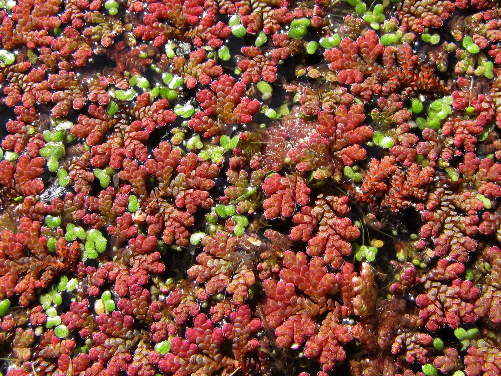 Azolla filiculoides