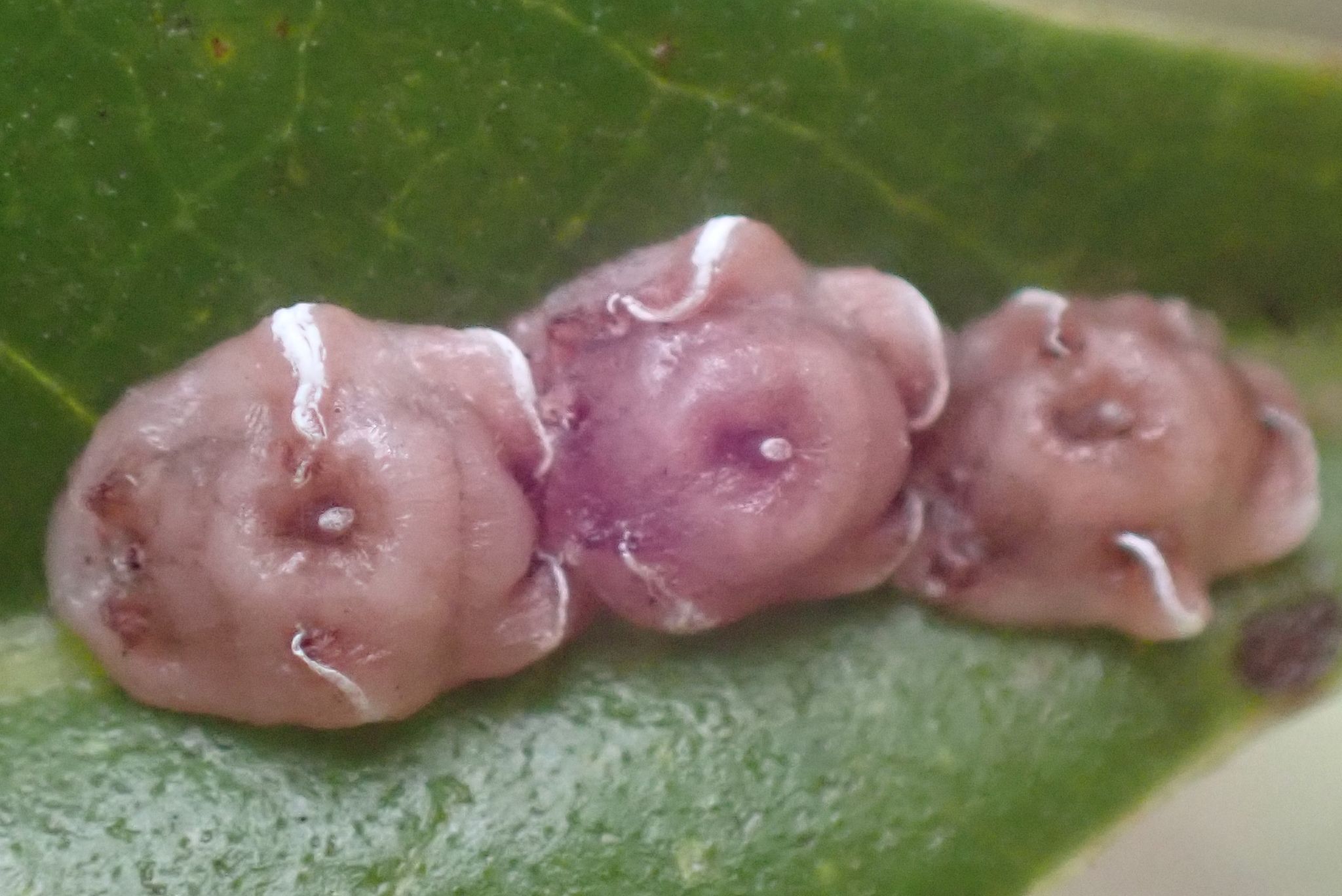 Ceroplastes rubens