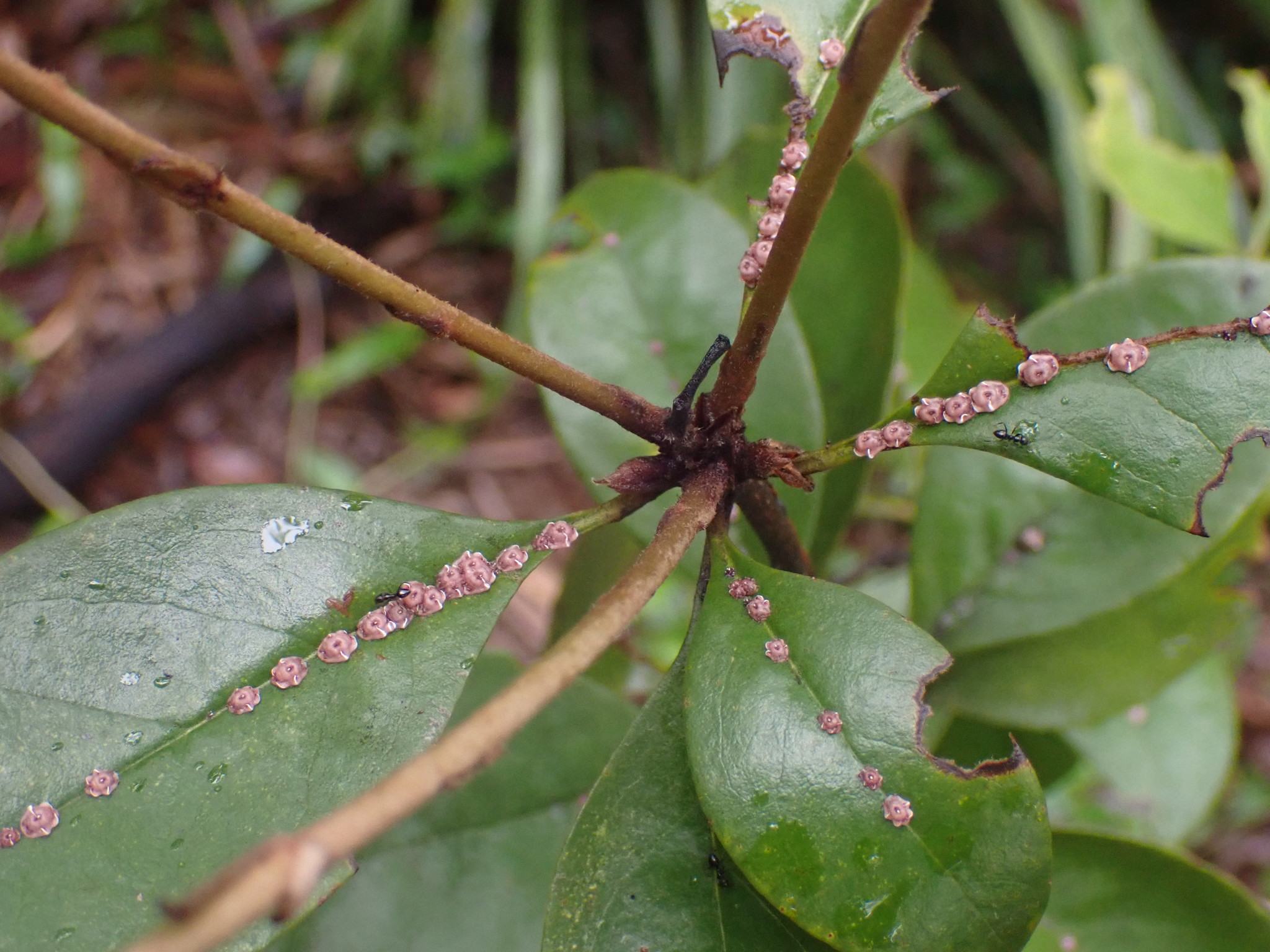 Ceroplastes rubens