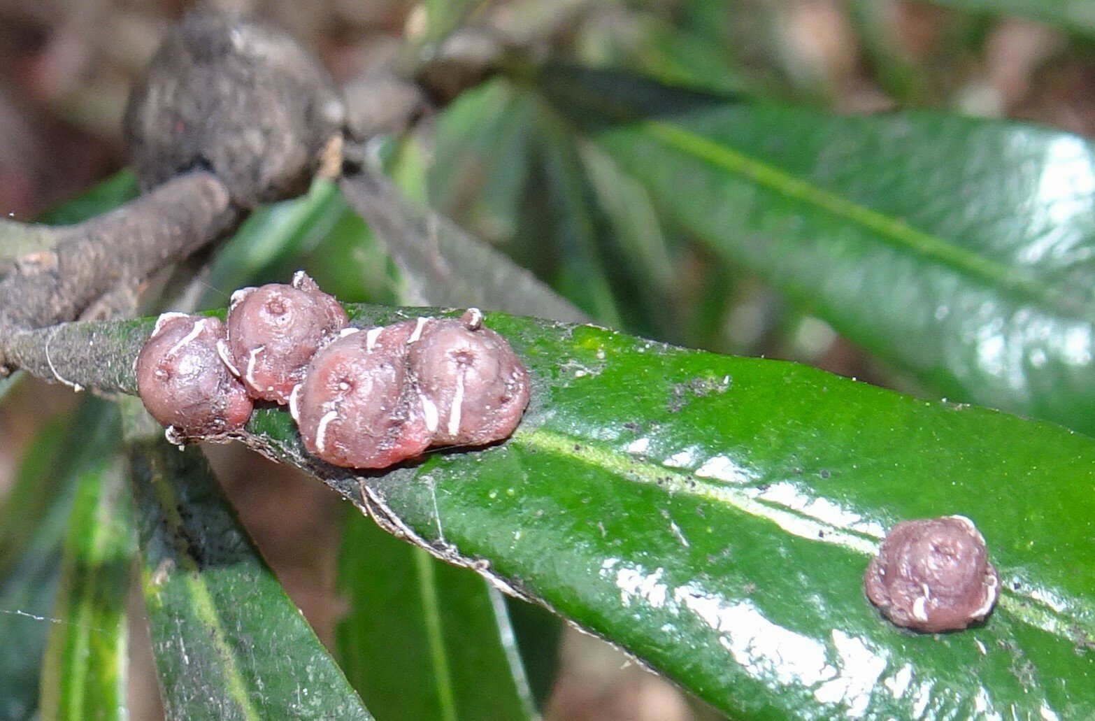 Ceroplastes rubens