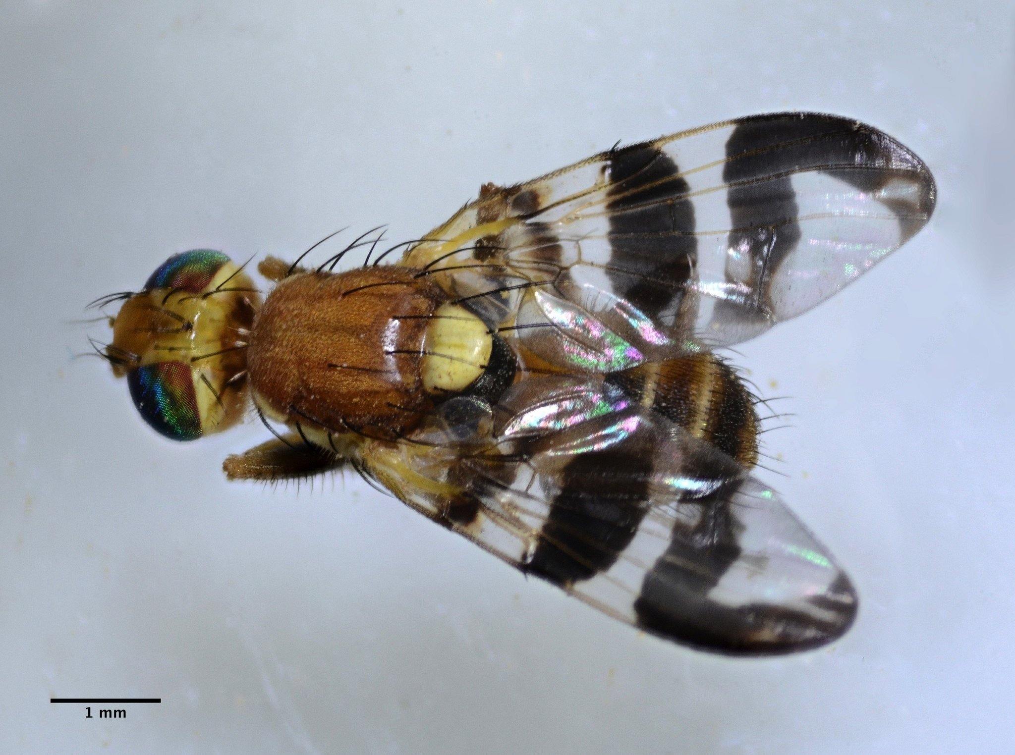 Rhagoletis completa