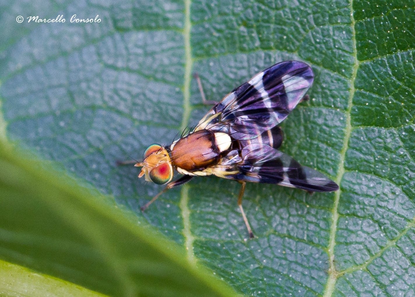 Rhagoletis completa