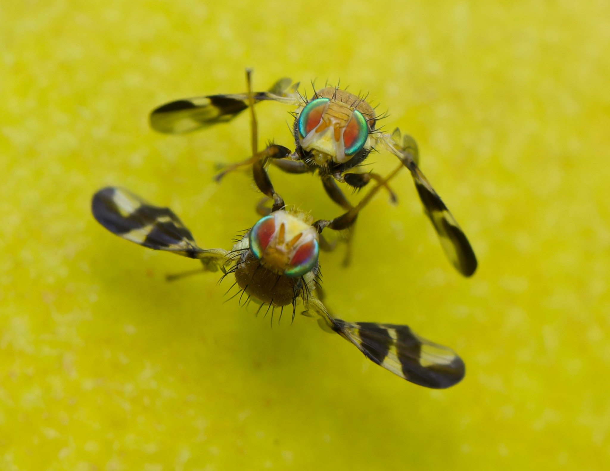 Rhagoletis completa
