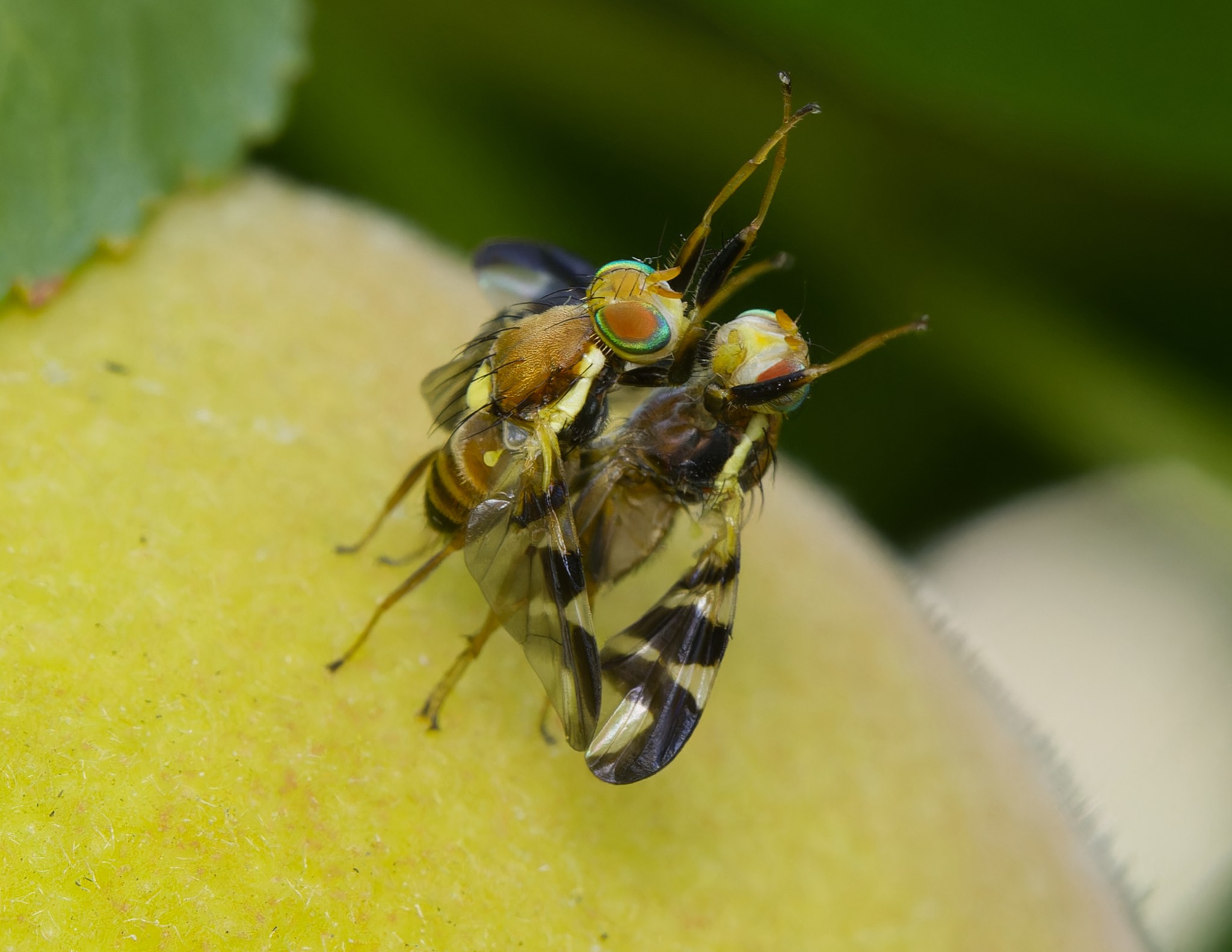 Rhagoletis completa