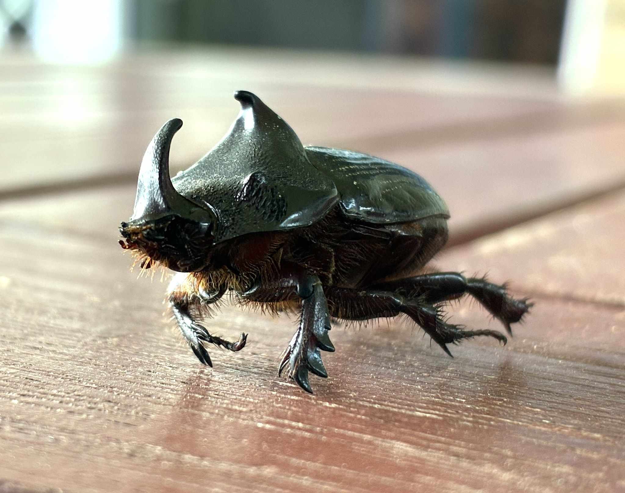 Papuana woodlarkiana