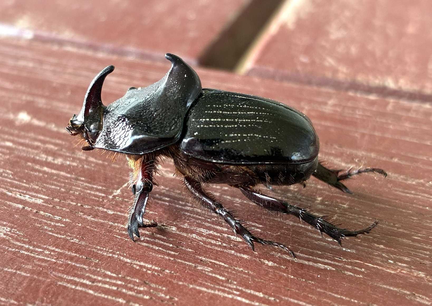 Papuana woodlarkiana