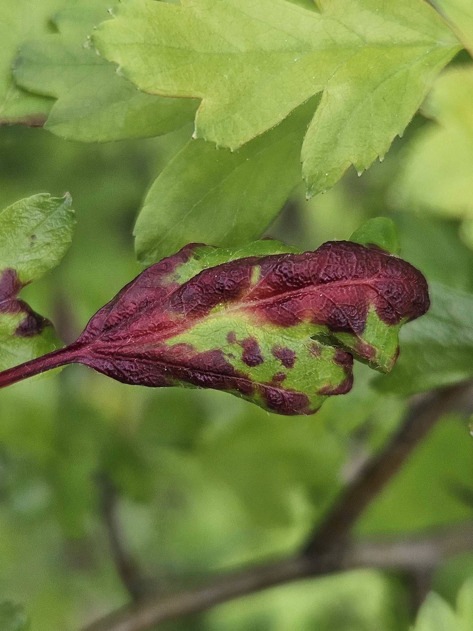 Dysaphis crataegi