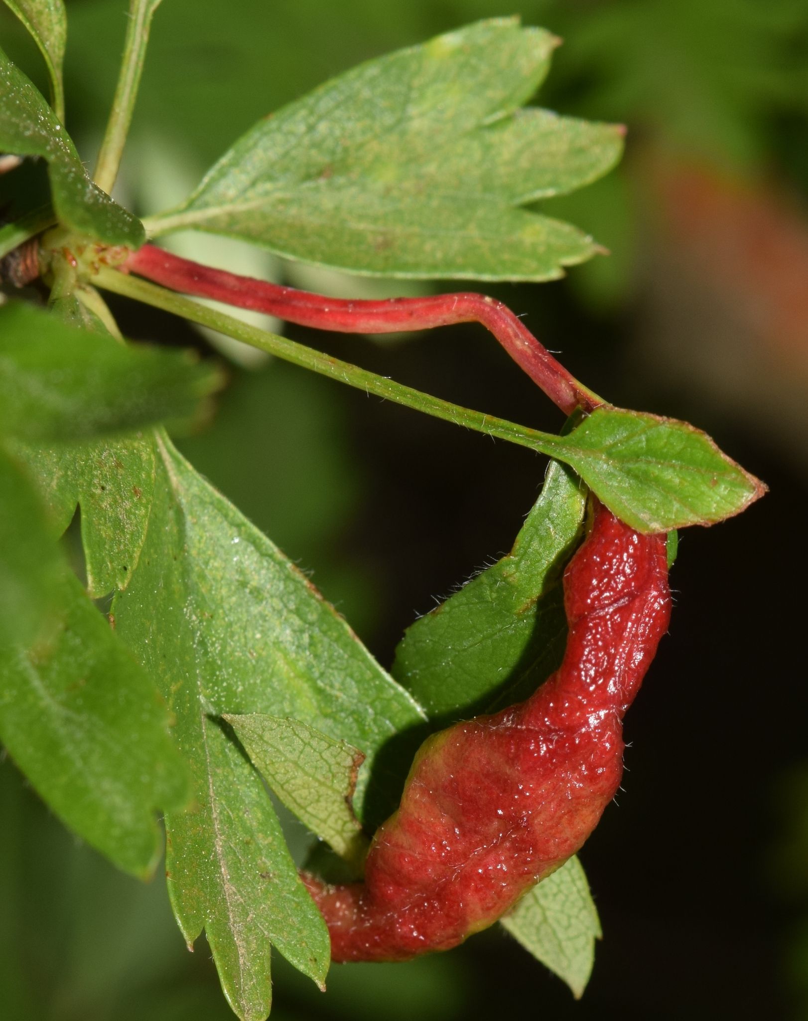 Dysaphis crataegi
