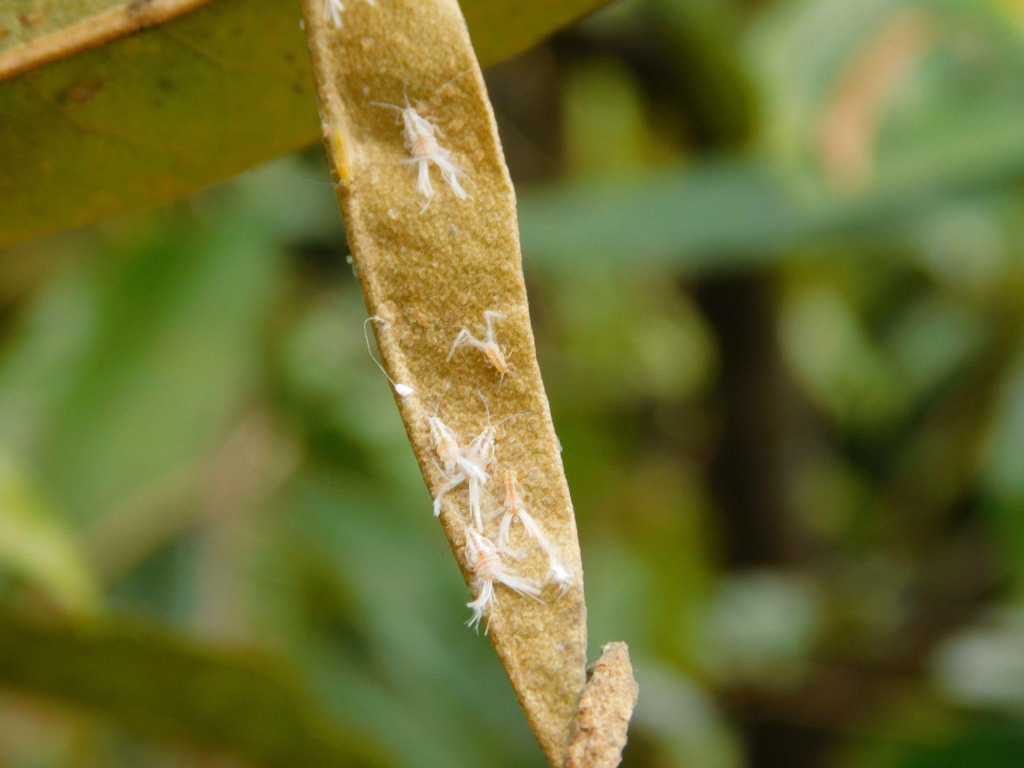Allocarsidara malayensis