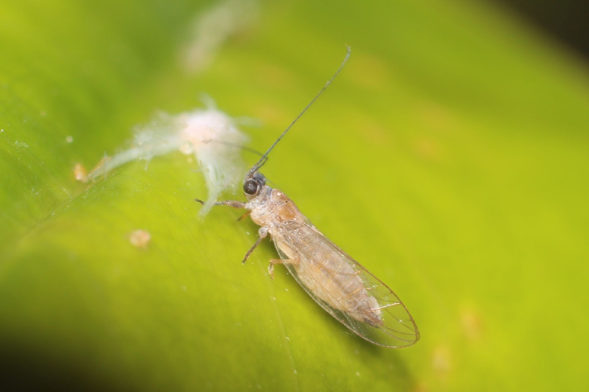 Allocarsidara malayensis