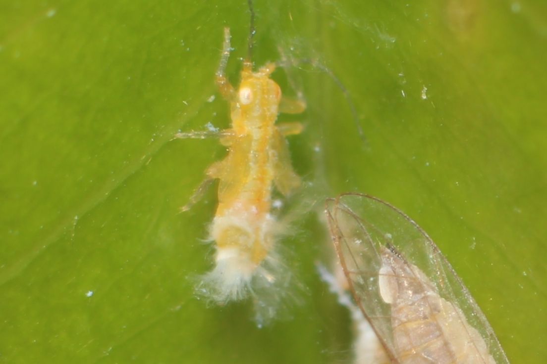 Allocarsidara malayensis