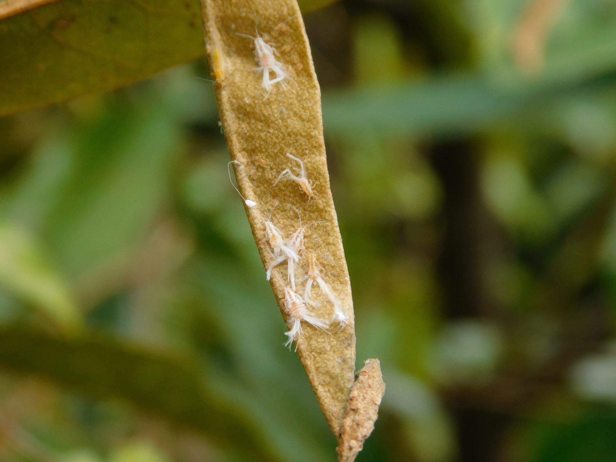 Allocarsidara malayensis