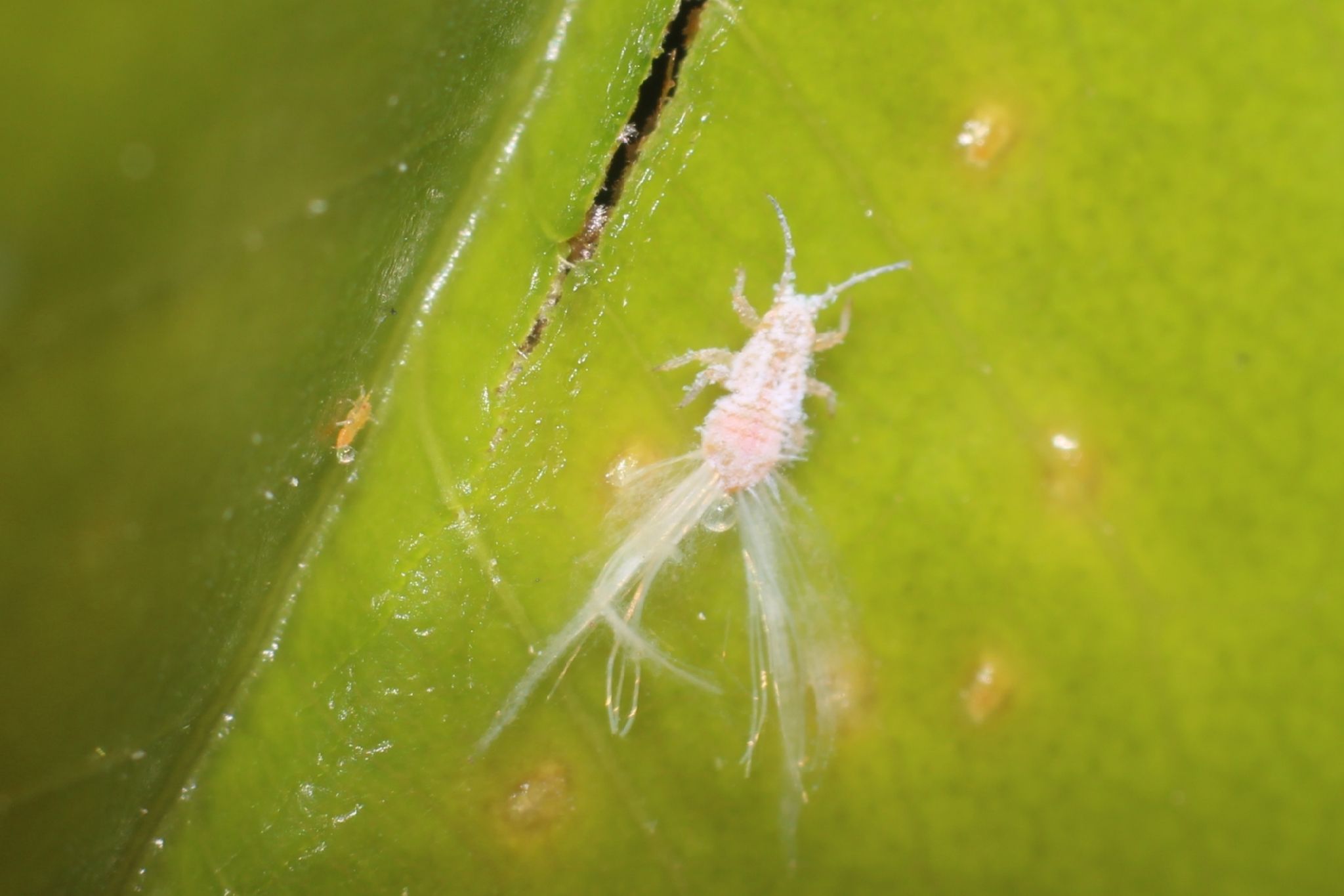 Allocarsidara malayensis