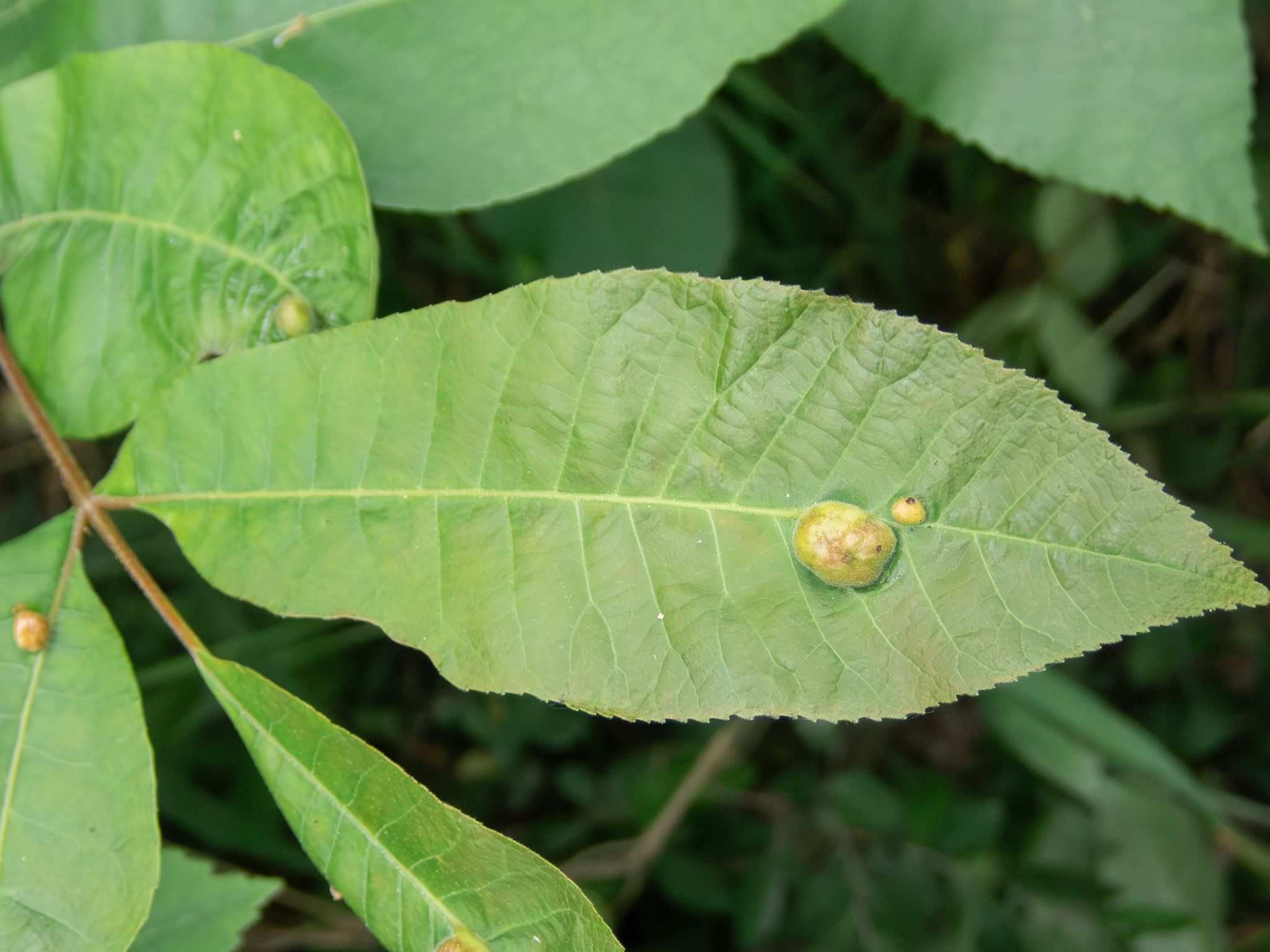 Phylloxera notabilis