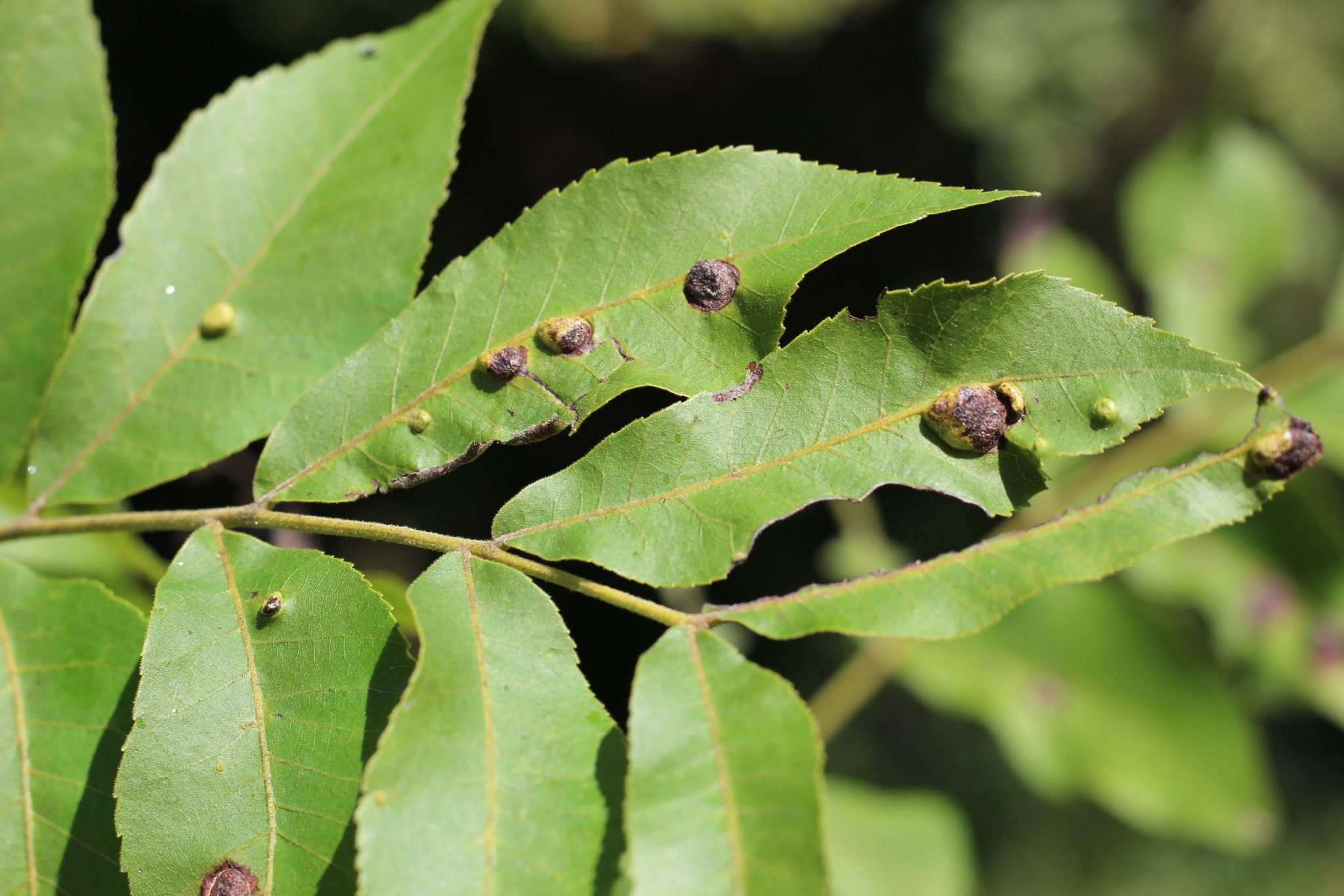 Phylloxera notabilis