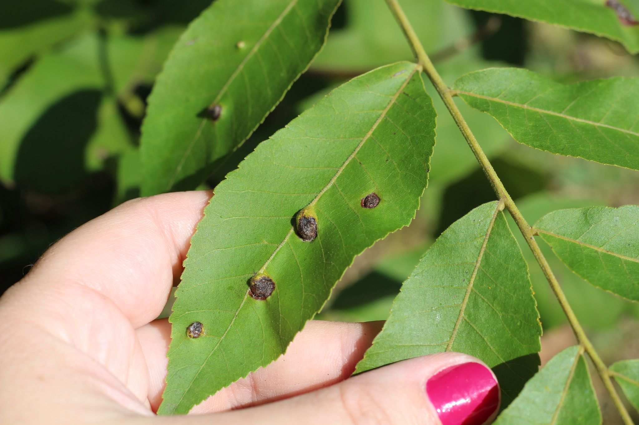 Phylloxera notabilis