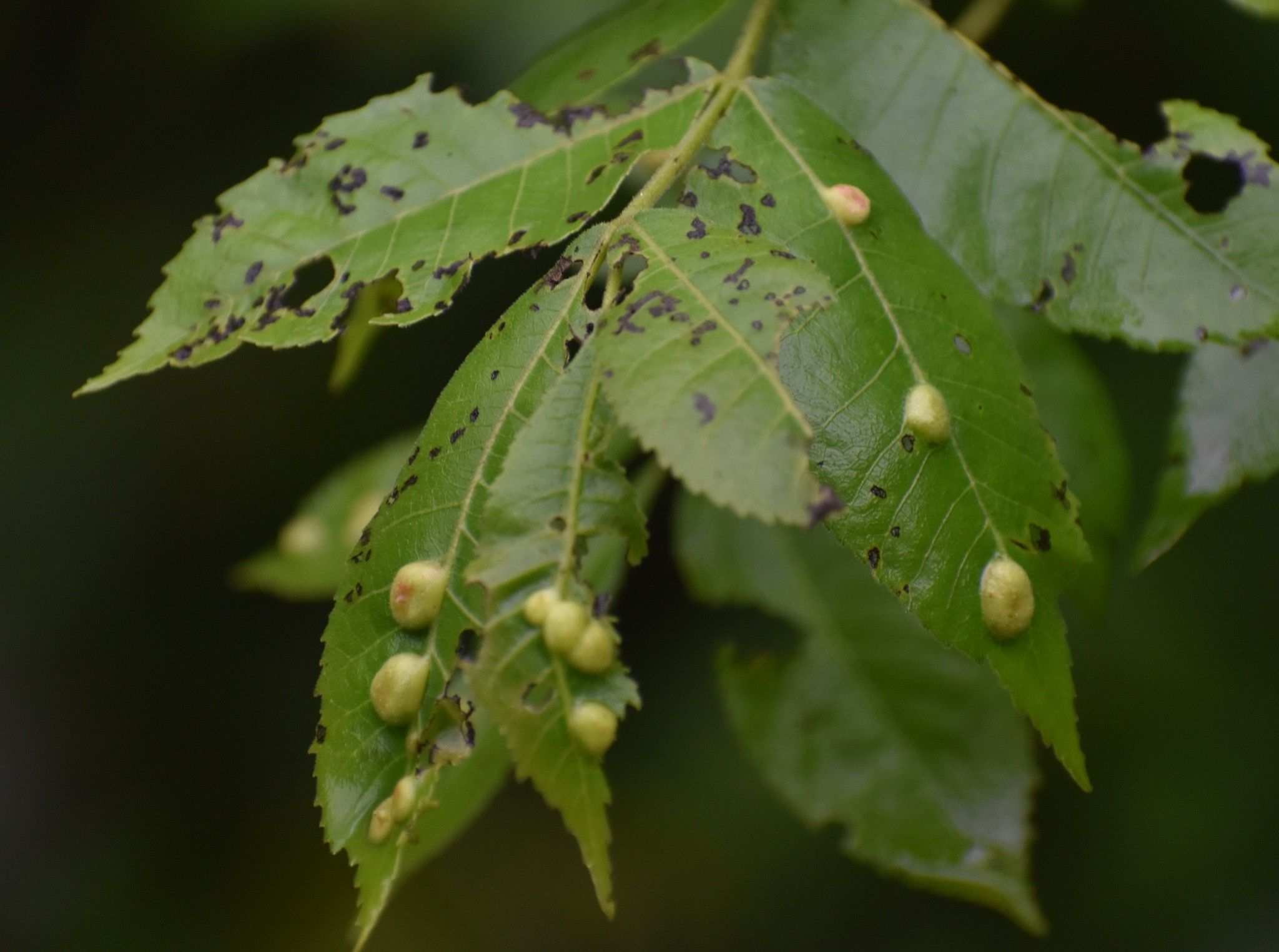 Phylloxera notabilis