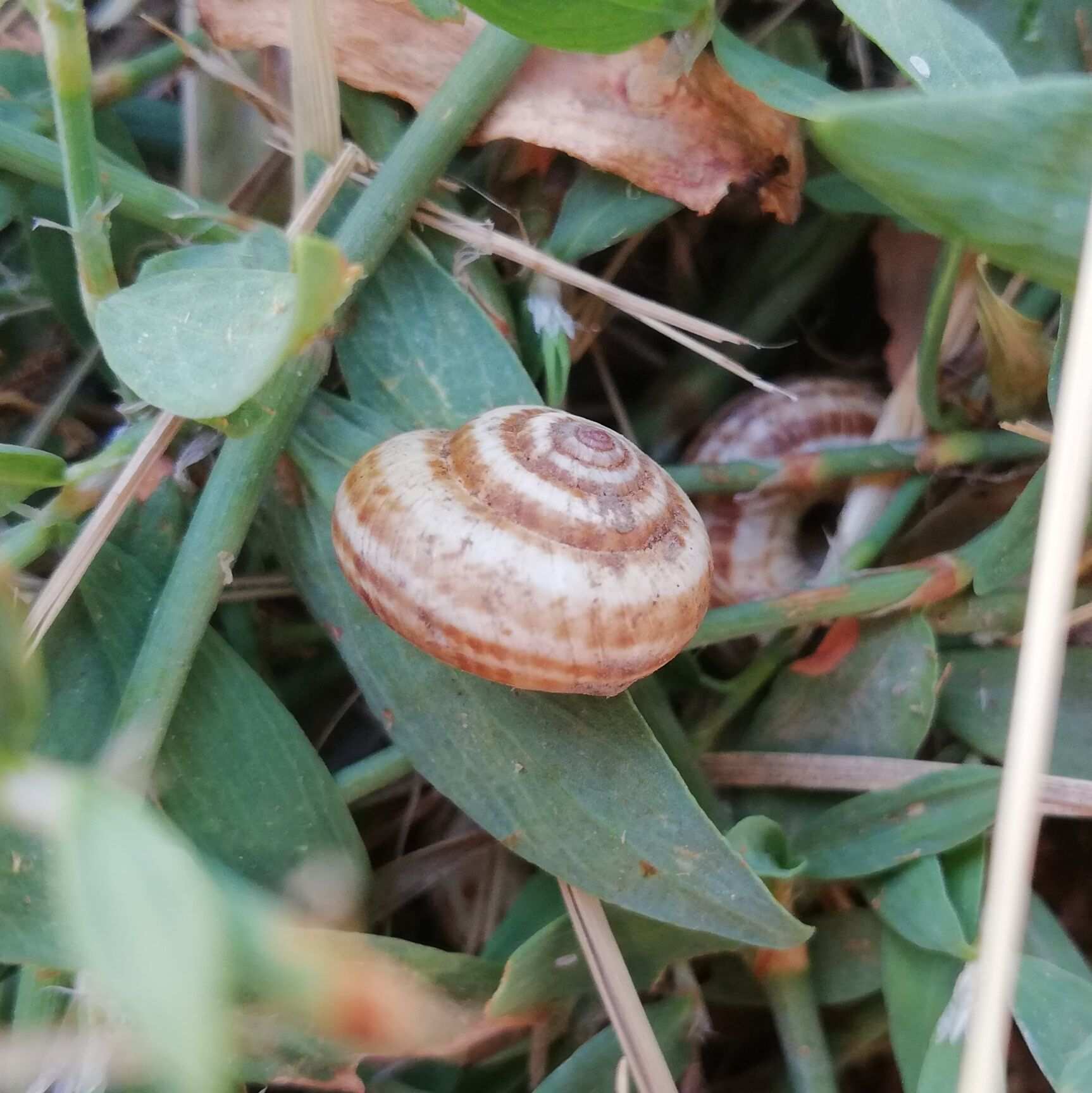 Xeropicta candaharica