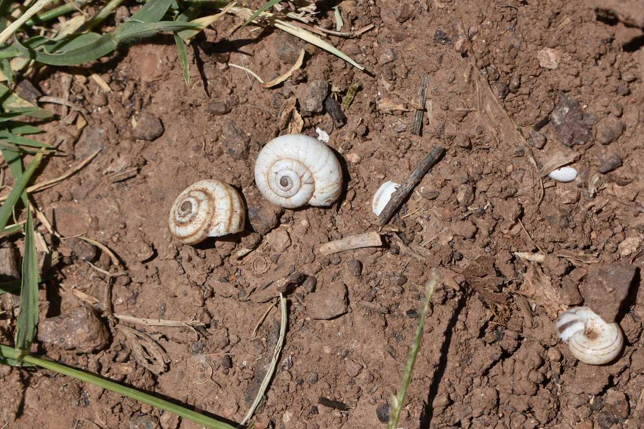 Xeropicta candaharica