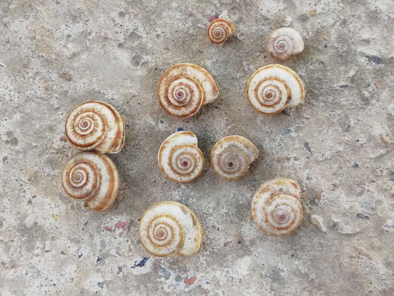 Xeropicta candaharica