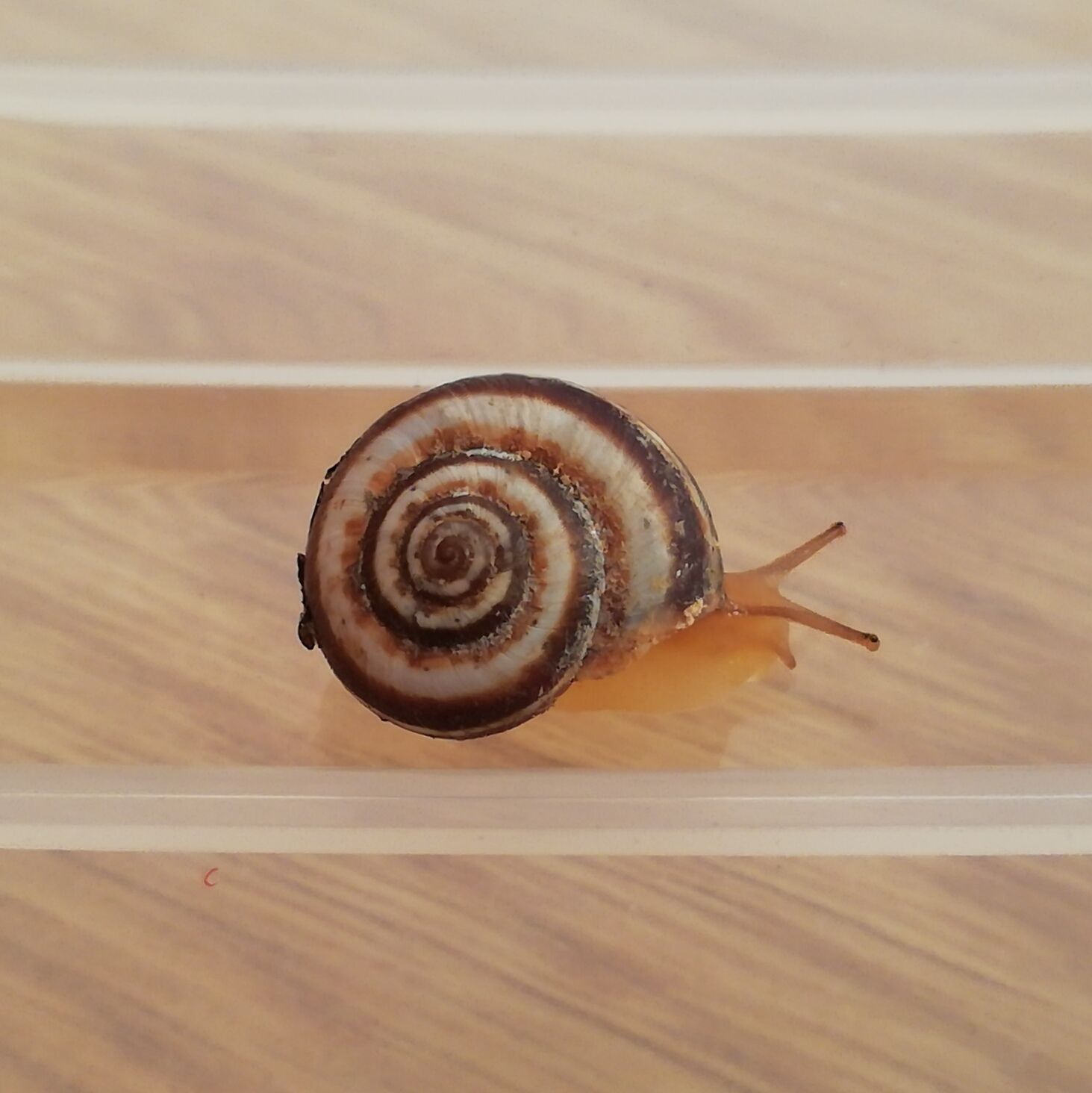 Xeropicta candaharica