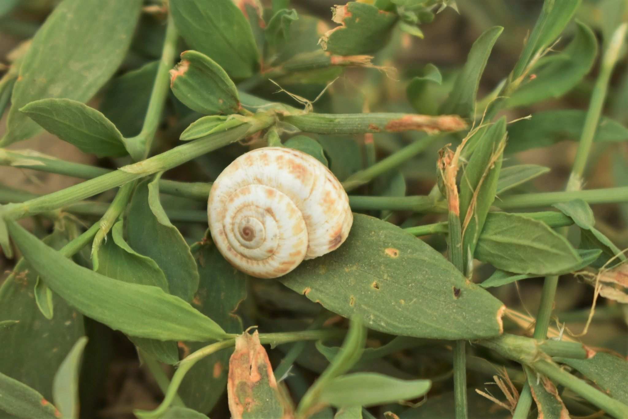Xeropicta candaharica