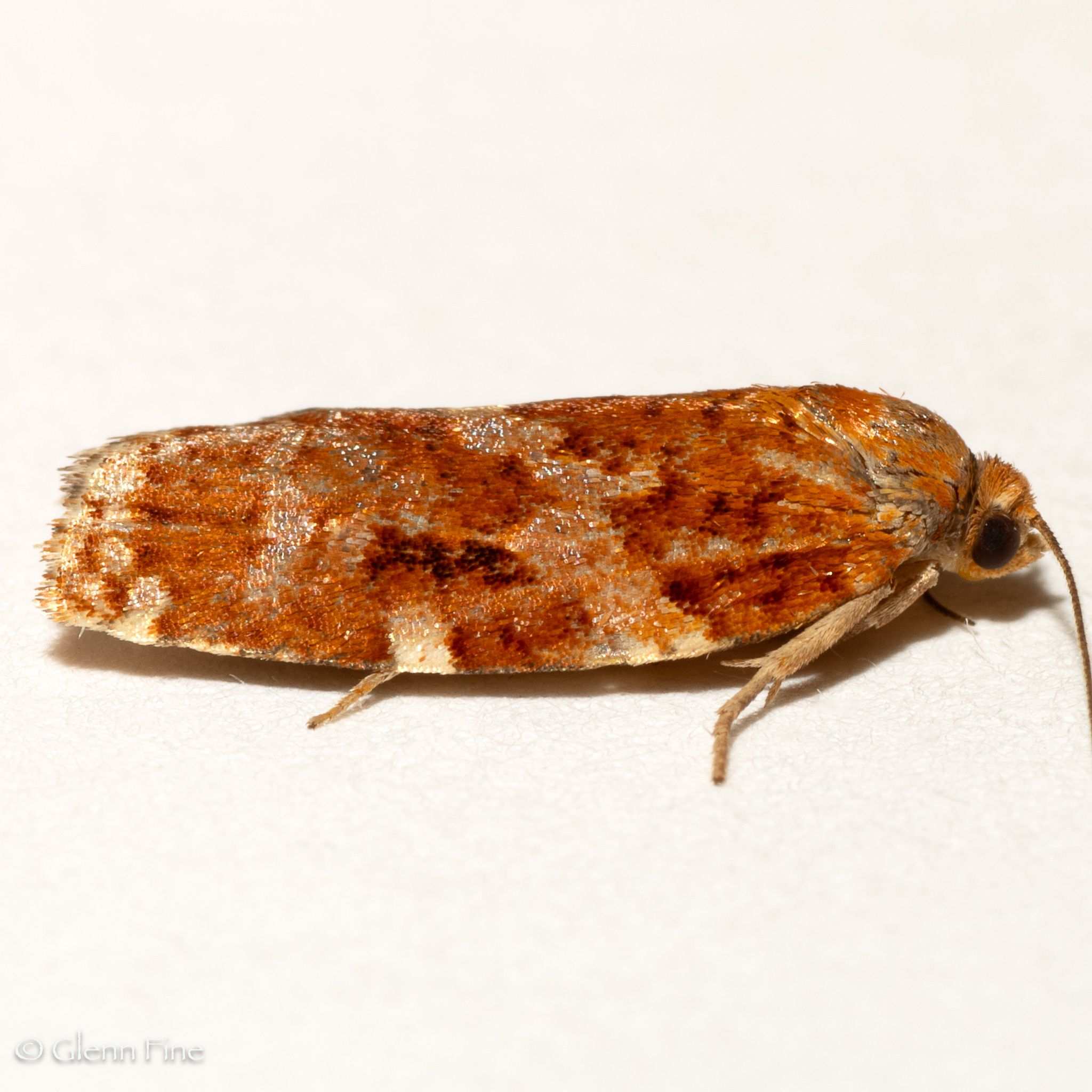 Choristoneura carnana