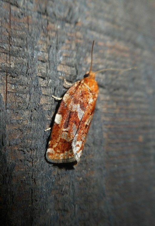 Choristoneura carnana