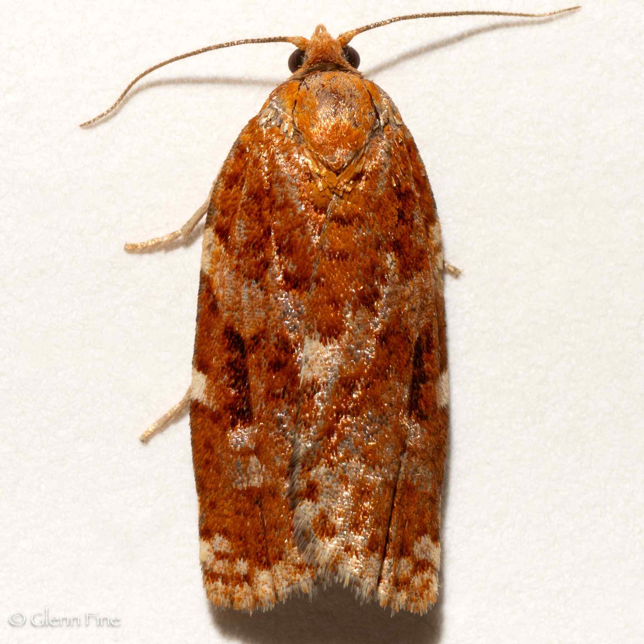 Choristoneura carnana